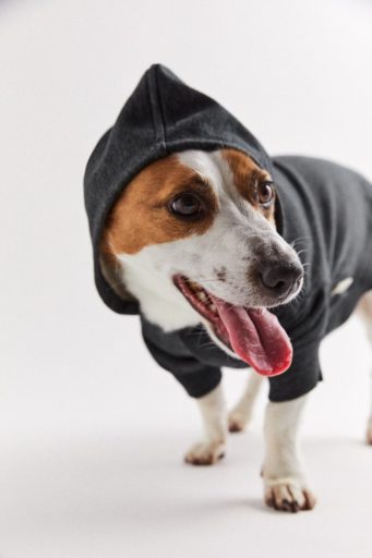 pet collection hoodie